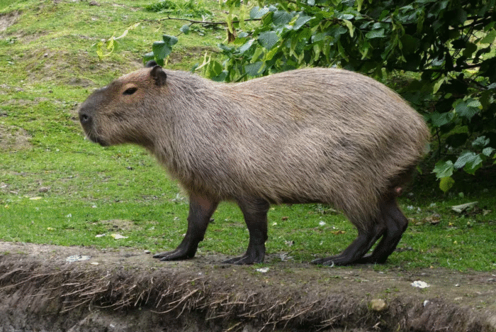 POLÍCIA CIVIL INVESTIGA MORTE DE CAPIVARA ENCONTRADA NAS PROXIMIDADES DO LAGO DE OLARIAS
