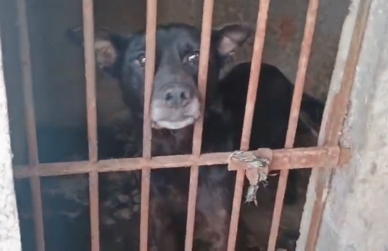 OPERAÇÃO EM PONTA GROSSA: POLÍCIA CIVIL RESGATA 7 CÃES EM SITUAÇÃO DE MAUS-TRATOS E INDICIA TUTORA