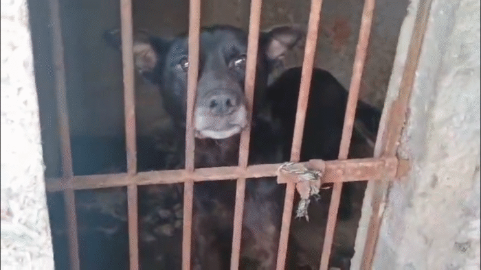 OPERAÇÃO EM PONTA GROSSA: POLÍCIA CIVIL RESGATA 7 CÃES EM SITUAÇÃO DE MAUS-TRATOS E INDICIA TUTORA