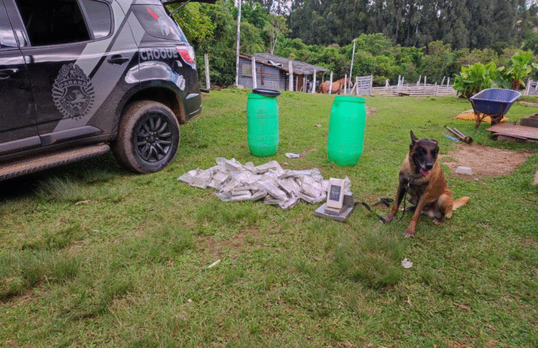 POLÍCIA MILITAR ENCONTRA 52 KG DE DROGAS COM AJUDA DO CÃO BOLT