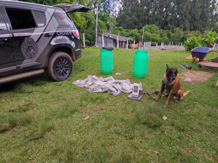 POLÍCIA MILITAR ENCONTRA 52 KG DE DROGAS COM AJUDA DO CÃO BOLT