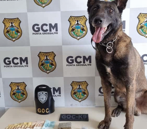 BOLT-K9 RETORNA ÀS RUAS APÓS ACIDENTE E JÁ PARTICIPA DE GRANDES APREENSÕES EM PONTA GROSSA