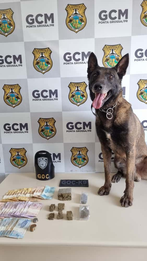 BOLT-K9 RETORNA ÀS RUAS APÓS ACIDENTE E JÁ PARTICIPA DE GRANDES APREENSÕES EM PONTA GROSSA
