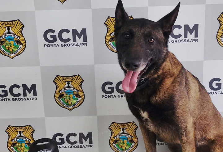 GCM APREENDE DROGAS E TORNOZELEIRA ROMPIDA NO JARDIM CARVALHO
