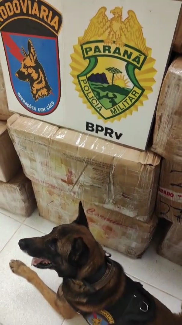 MAIS DE 11 TONELADAS DE MACONHA SÃO ENCONTRADAS EM CONTAINER NA BR-277, EM PALMEIRA; MAIOR APREENSÃO DA HISTÓRIA DO BATALHÃO RODOVIÁRIO E DO ANO NO PARANÁ