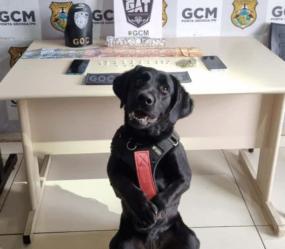 GCM PRENDE MULHER POR TRÁFICO DE DROGAS EM UVARANAS