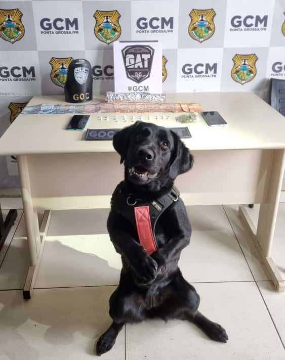 GCM PRENDE MULHER POR TRÁFICO DE DROGAS EM UVARANAS