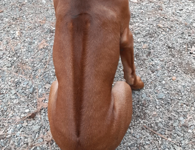 HOMEM EFETUA DISPARO APÓS DISCUSSÃO POR FOTOGRAFIA DE CACHORRO EM PONTA GROSSA